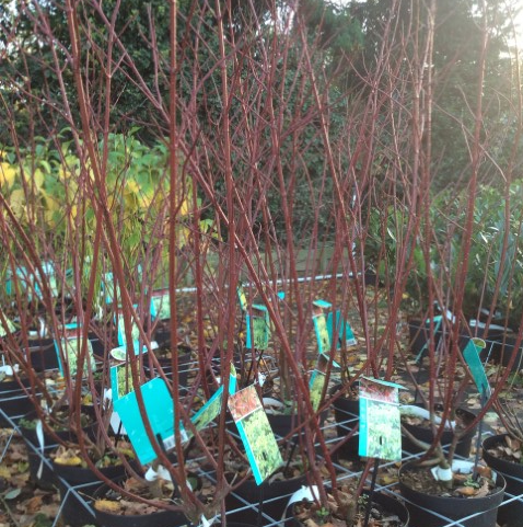 Cornus alba Gouchaultii kopen Kalmthout